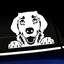 Peeking Golden Retriever - Vinyl Decal thumbnail