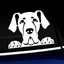 Peeking Great Dane - Vinyl Decal thumbnail