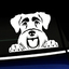 Peeking Schnauzer - Vinyl Decal thumbnail