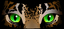 Cat Eyeshade Example Cat Eyeshade Example thumbnail