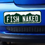 Colorado Fish Naked - Bumper Sticker thumbnail